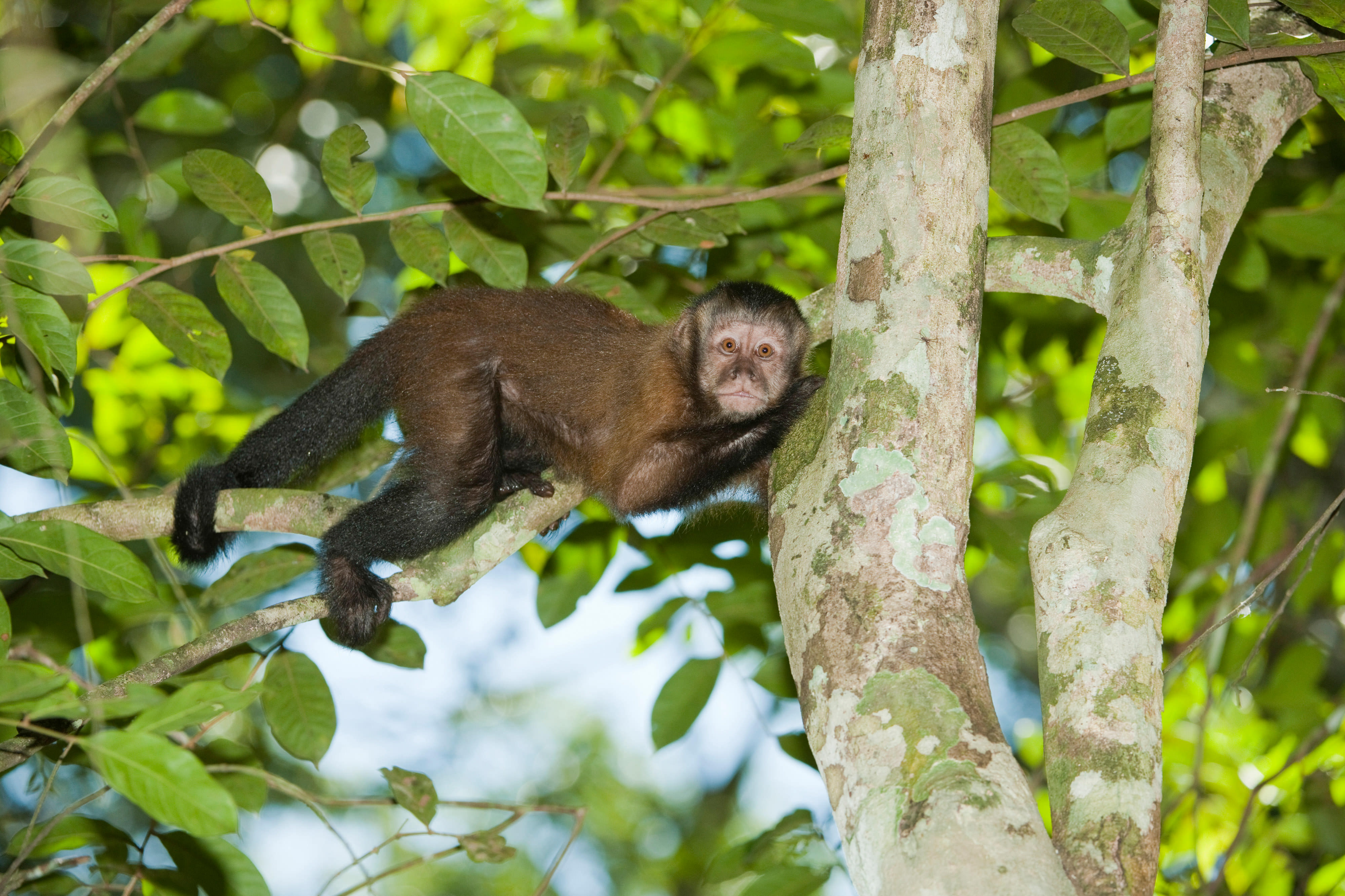 Amazon Wildlife